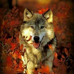 Meet your Posher, Galaxy